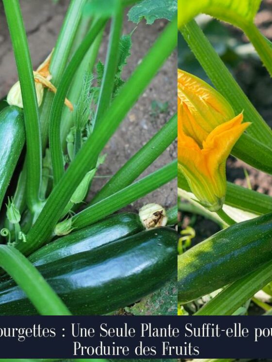 Courgettes : Une Seule Plante Suffit-elle pour Produire des Fruits
