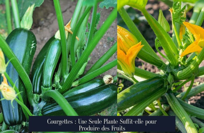 Courgettes : Une Seule Plante Suffit-elle pour Produire des Fruits