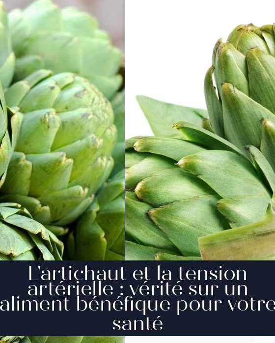 L'artichaut et la tension artérielle : vérité sur un aliment bénéfique pour votre santé