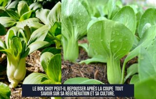 Le bok choy peut-il repousser après la coupe Tout savoir sur sa régénération et sa culture.