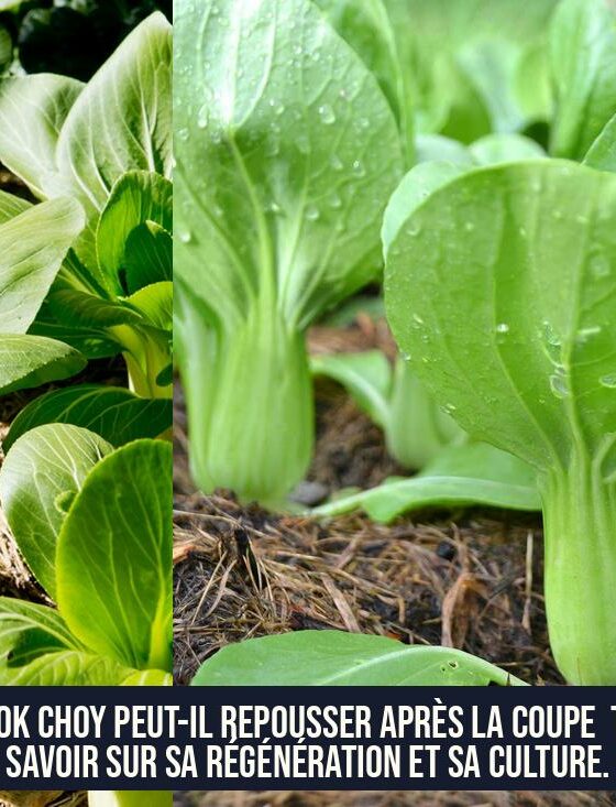 Le bok choy peut-il repousser après la coupe Tout savoir sur sa régénération et sa culture.