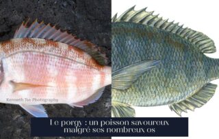 Le porgy : un poisson savoureux malgré ses nombreux os