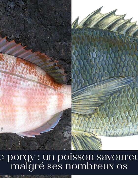 Le porgy : un poisson savoureux malgré ses nombreux os