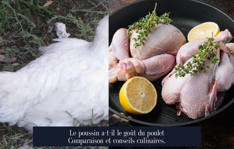 Le poussin a-t-il le goût du poulet Comparaison et conseils culinaires.