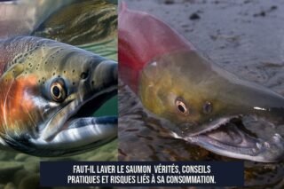 Faut-il laver le saumon Vérités, conseils pratiques et risques liés à sa consommation.