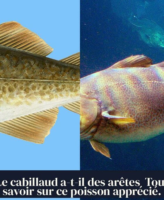 Le cabillaud a-t-il des arêtes Tout savoir sur ce poisson apprécié.