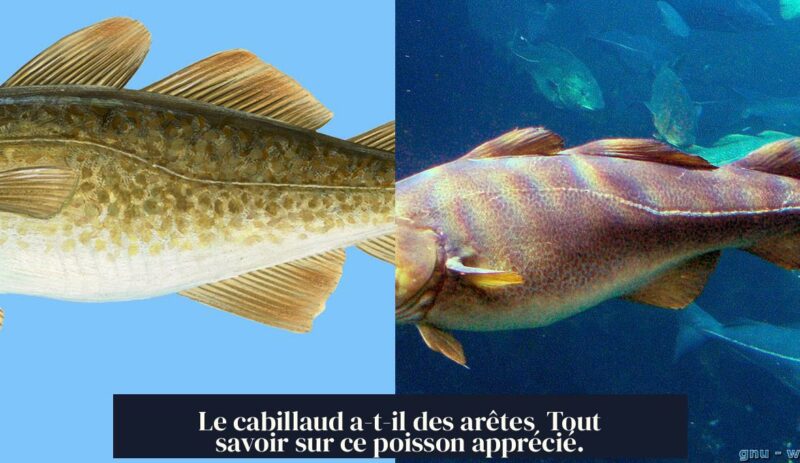 Le cabillaud a-t-il des arêtes Tout savoir sur ce poisson apprécié.