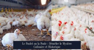 Le Poulet ou la Poule : Démêler le Mystère Culinaire et Historique