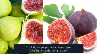 Y a-t-il une guêpe dans chaque figue Démêler le mythe de la réalité.