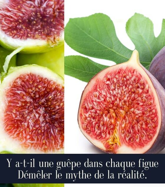 Y a-t-il une guêpe dans chaque figue Démêler le mythe de la réalité.