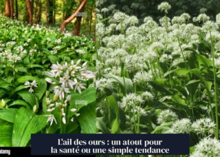 L'ail des ours : un atout pour la santé ou une simple tendance