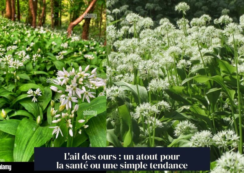 L'ail des ours : un atout pour la santé ou une simple tendance