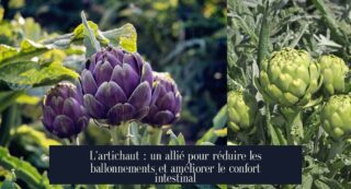 L'artichaut : un allié pour réduire les ballonnements et améliorer le confort intestinal