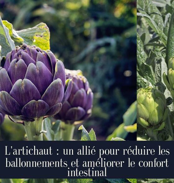 L'artichaut : un allié pour réduire les ballonnements et améliorer le confort intestinal