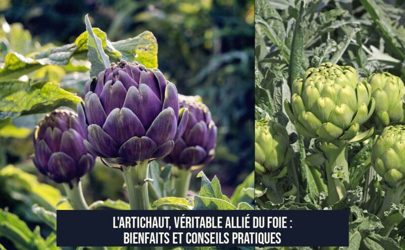 L'artichaut, véritable allié du foie : bienfaits et conseils pratiques