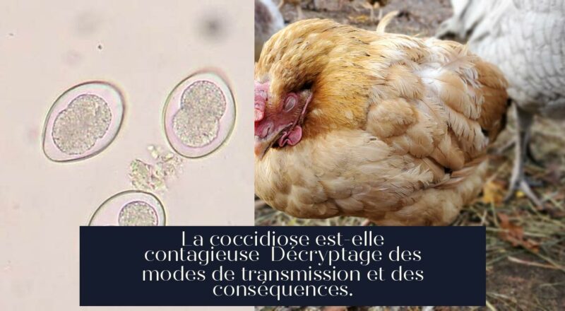 La coccidiose est-elle contagieuse Décryptage des modes de transmission et des conséquences.