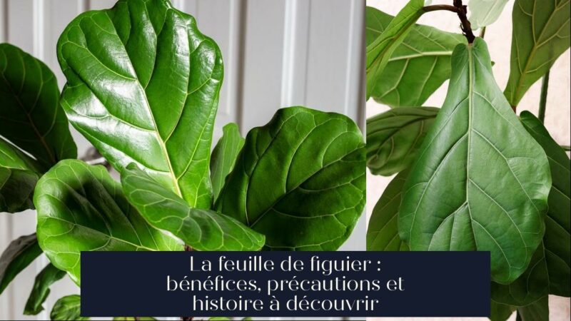 La feuille de figuier : bénéfices, précautions et histoire à découvrir