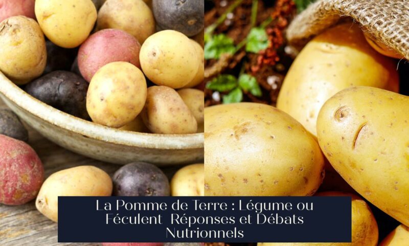 La Pomme de Terre : Légume ou Féculent Réponses et Débats Nutrionnels