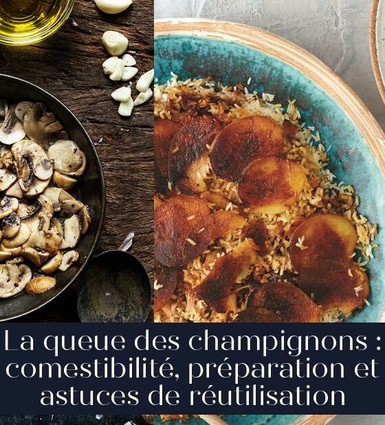 La queue des champignons : comestibilité, préparation et astuces de réutilisation