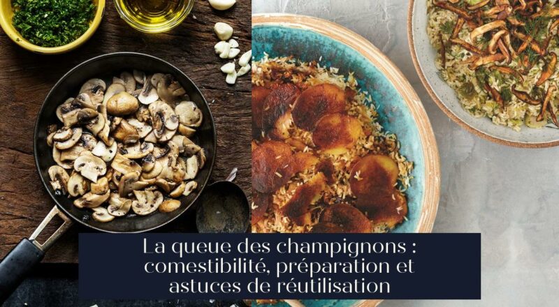 La queue des champignons : comestibilité, préparation et astuces de réutilisation