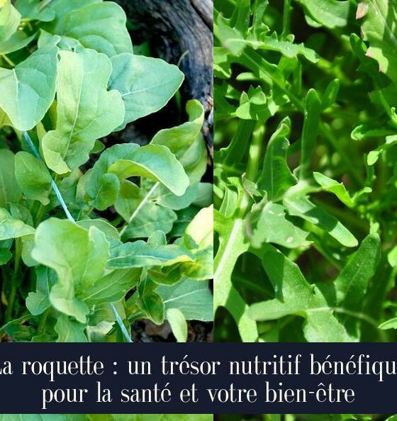 La roquette : un trésor nutritif bénéfique pour la santé et votre bien-être