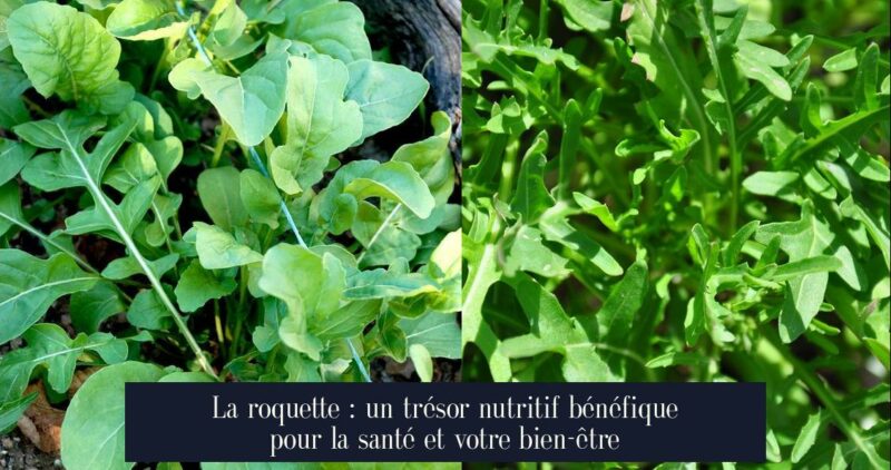 La roquette : un trésor nutritif bénéfique pour la santé et votre bien-être