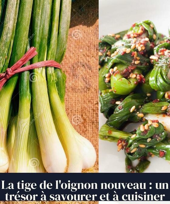 La tige de l'oignon nouveau : un trésor à savourer et à cuisiner