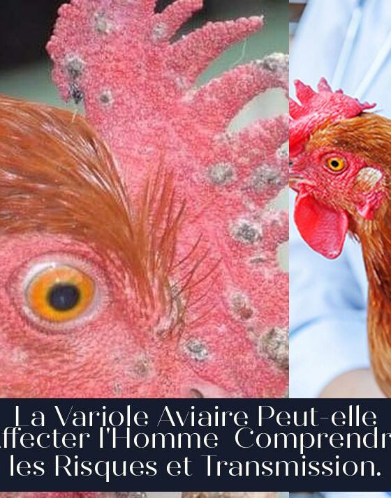 La Variole Aviaire Peut-elle Affecter l'Homme Comprendre les Risques et Transmission.
