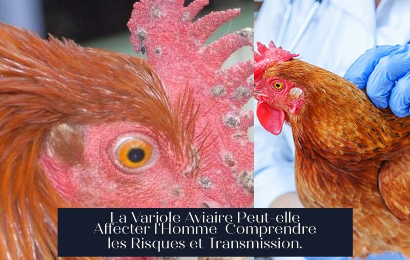 La Variole Aviaire Peut-elle Affecter l'Homme Comprendre les Risques et Transmission.
