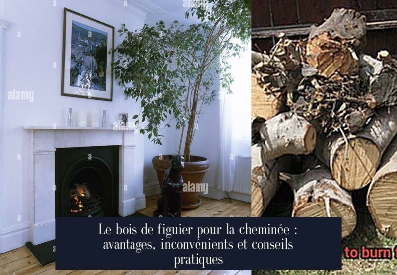 Le bois de figuier pour la cheminée : avantages, inconvénients et conseils pratiques