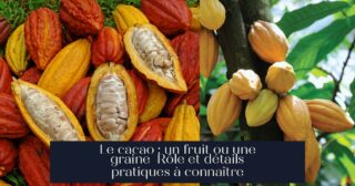 Le cacao : un fruit ou une graine Rôle et détails pratiques à connaître