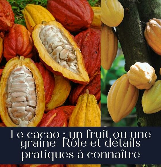 Le cacao : un fruit ou une graine Rôle et détails pratiques à connaître