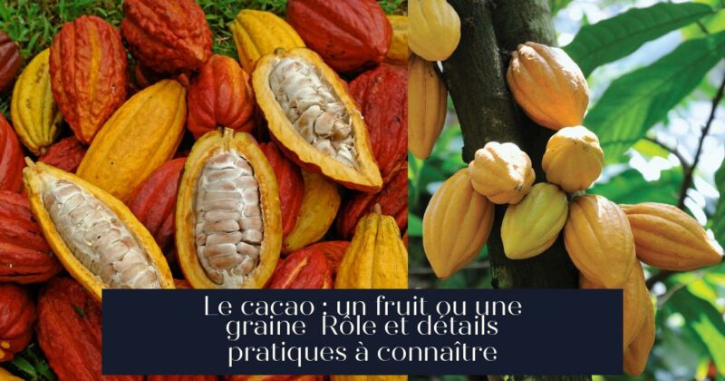 Le cacao : un fruit ou une graine Rôle et détails pratiques à connaître