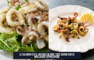 Le Calamar est-il un Fruit de Mer Tout Savoir sur Ce Mollusque Céphalopode