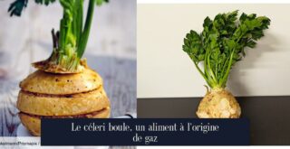 Le céleri boule, un aliment à l'origine de gaz
