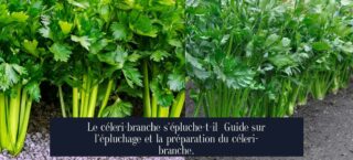 Le céleri-branche s'épluche-t-il Guide sur l'épluchage et la préparation du céleri-branche.