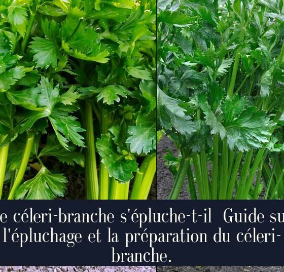 Le céleri-branche s'épluche-t-il Guide sur l'épluchage et la préparation du céleri-branche.