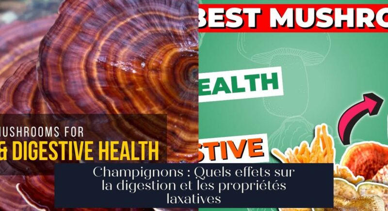 Champignons : Quels effets sur la digestion et les propriétés laxatives