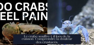 Le crabe souffre-t-il lors de la cuisson Comprendre la douleur des crustacés.