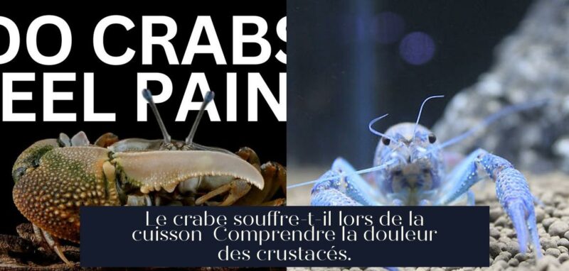 Le crabe souffre-t-il lors de la cuisson Comprendre la douleur des crustacés.