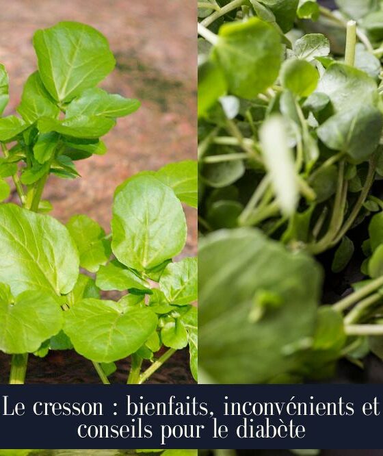 Le cresson : bienfaits, inconvénients et conseils pour le diabète