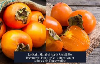 Le Kaki Mûrit-il Après Cueillette Découvrez Tout sur sa Maturation et Astuces de Conservation