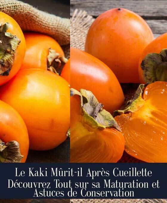 Le Kaki Mûrit-il Après Cueillette Découvrez Tout sur sa Maturation et Astuces de Conservation