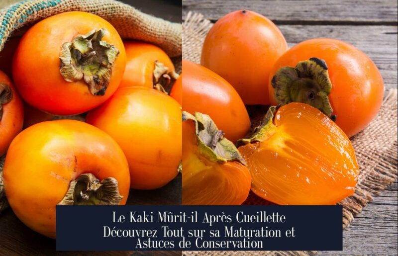 Le Kaki Mûrit-il Après Cueillette Découvrez Tout sur sa Maturation et Astuces de Conservation