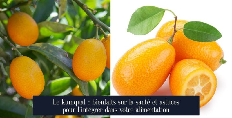 Le kumquat : bienfaits sur la santé et astuces pour l'intégrer dans votre alimentation