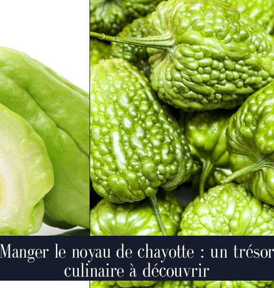 Manger le noyau de chayotte : un trésor culinaire à découvrir