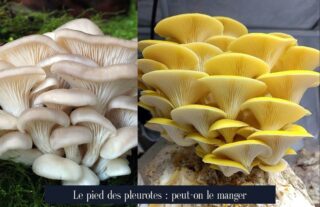 Le pied des pleurotes : peut-on le manger