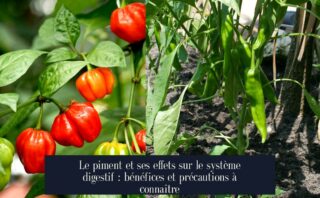 Le piment et ses effets sur le système digestif : bénéfices et précautions à connaître