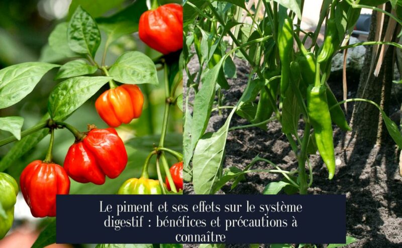Le piment et ses effets sur le système digestif : bénéfices et précautions à connaître