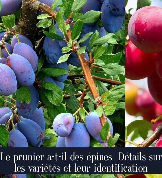 Le prunier a-t-il des épines Détails sur les variétés et leur identification